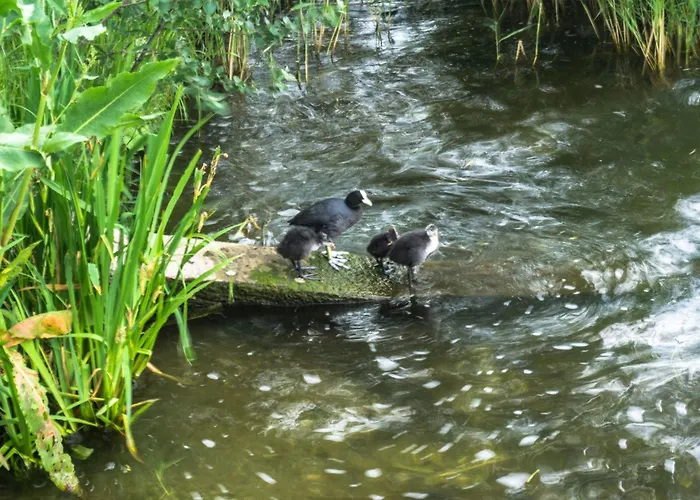 Martin By Interhome *